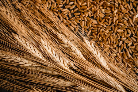 小麦和木本底谷物的耳朵图片
