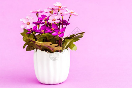 白花盆中的人工朵粉红背景白花盆中的人工图片