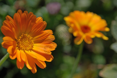 美丽的花朵Calendula关闭图片