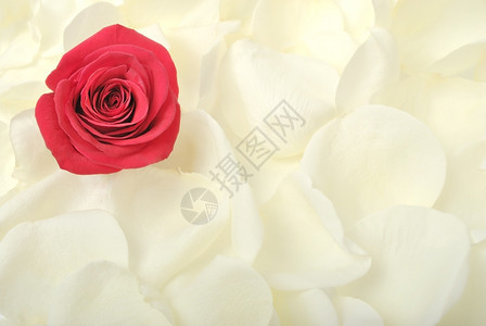 美丽的花朵玫瑰图片