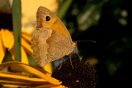 乌德比基亚的蝴蝶高清图片