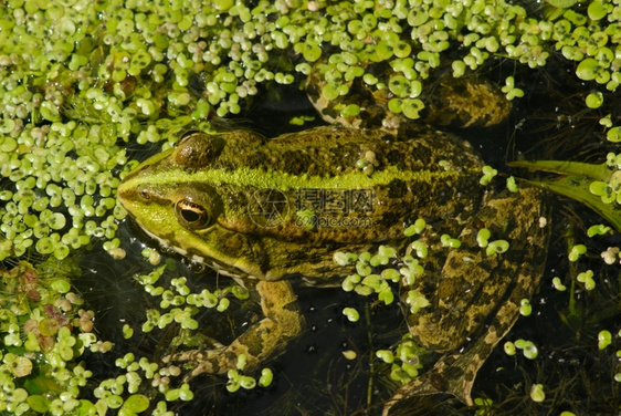 在池塘中的青蛙自然野生物图片