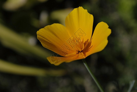 花菱草图片 花菱草素材 花菱草高清图片 摄图网图片下载