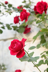 美丽的花朵红玫瑰大自然图片