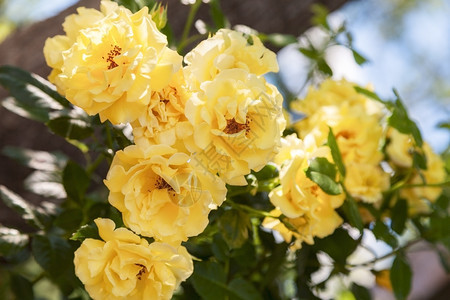 自然的美丽黄玫瑰图片
