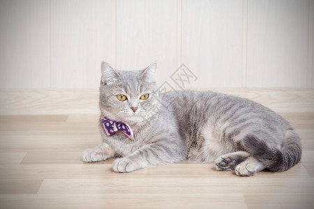 灰色条纹猫躺在地板上脖子有个美丽的弓图片