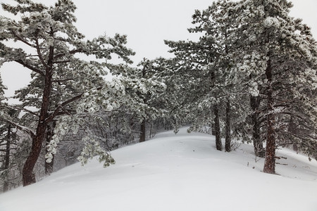 山雾中雪覆盖的松林图片