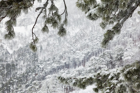 山林中冰雪覆盖的风景穿过寒冷的树枝图片
