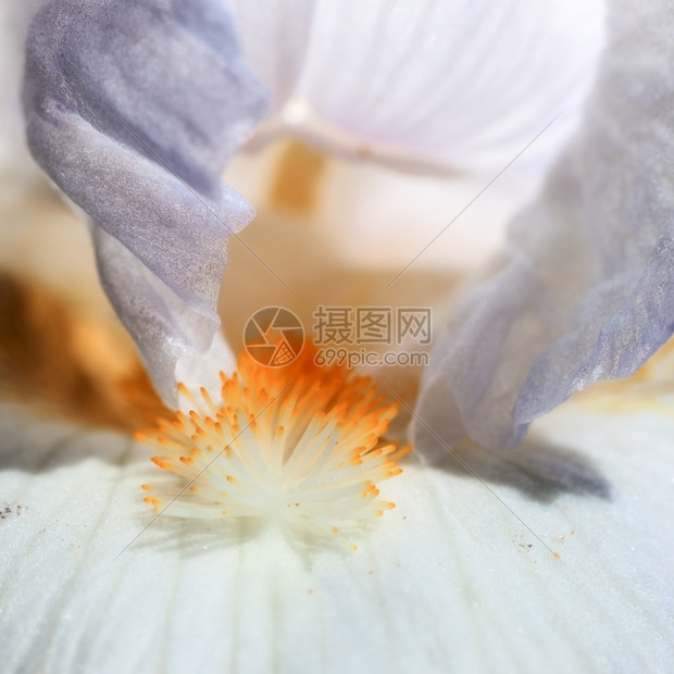 美丽的iris花朵特配宏图片