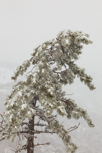 山上松林背景的雾中白雪覆盖的松树图片