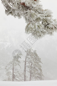 山上松树林背景的雾中雪松树枝图片
