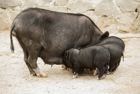 农村院子里的越南猪图片