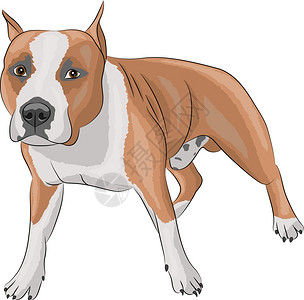 英国查理王小猎犬卡通可爱小狗插画