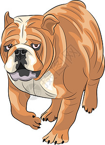 褶皱的智障英国斗牛犬插画