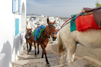 驴把游客从港口运送到位于山顶的Fira镇图片
