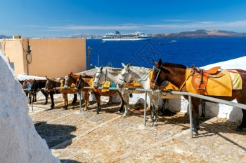在Oia村骑马的驴子将游客从港口运送到位于山顶的Oia村图片