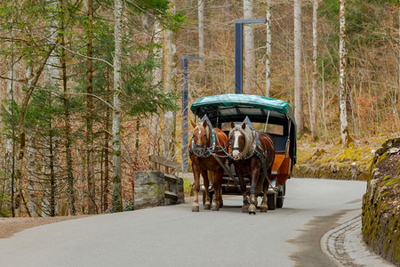 马仁奇峰巴伐利亚双马拖车德国巴伐利亚阿尔卑斯山的马匹背景