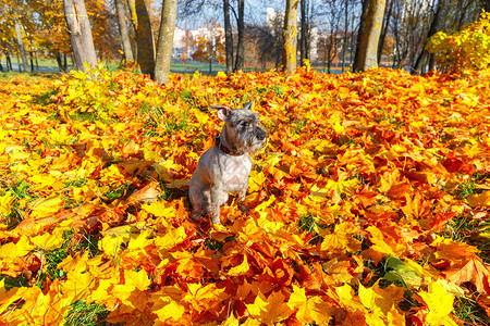 秋天公园的迷你史诺泽在秋天公园的黄叶背景上图片
