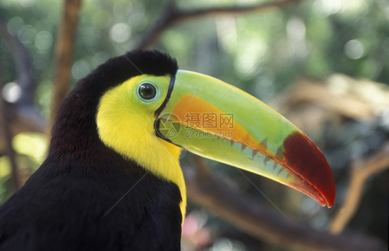 中美洲洪都拉斯科潘镇热带鸟类图片