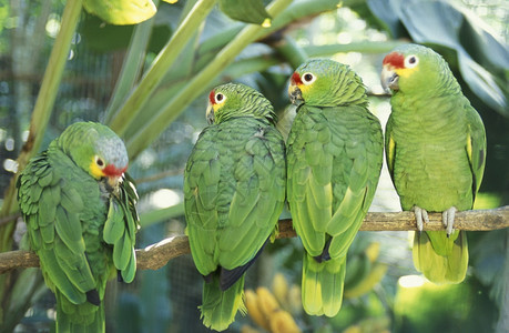 中美洲洪都拉斯科潘镇热带鸟类图片