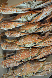 泰国南部东亚的普吉岛市日的螃蟹海产食品xA图片