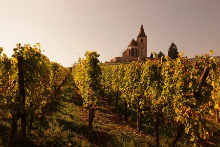 欧洲的法国阿尔萨斯省欧洲Hunawihr村的葡萄酒山图片
