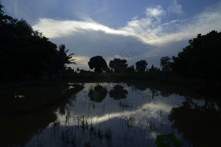 位于泰国东北部伊桑地区乌邦拉契塔尼西北部的安纳特查伦省安纳特查伦市附近的稻田图片