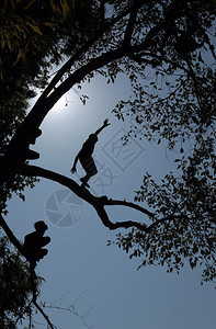 童子从一棵树上跳到索特斯塔西亚老挝北部LuangPrabang附近的湄公河图片