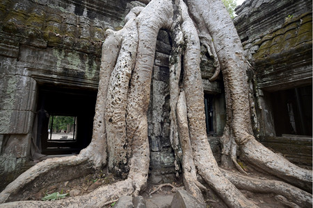 柬埔寨西部SiemRiep市附近的吴哥寺城TaProhm寺庙图片