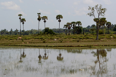 柬埔寨西部SiemRiep市附近有稻田的景观图片