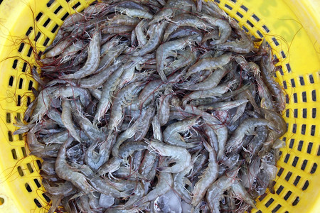在泰国华欣镇附近的泰国高尔夫附近的KhaoSamRoiYot公园的虾养殖场图片
