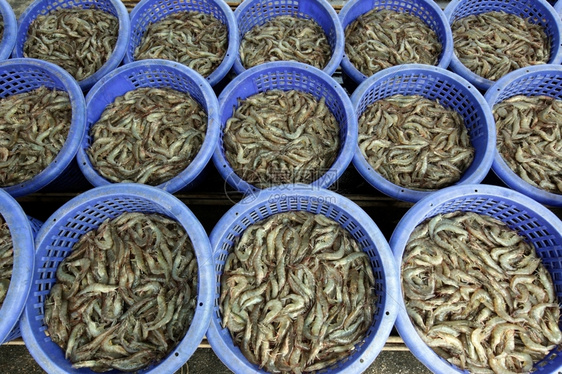 在泰国华欣镇附近的泰国高尔夫附近的KhaoSamRoiYot公园的虾养殖场图片