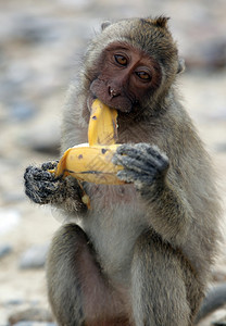 在泰国华欣镇附近高尔夫原KhaoSamRoiYot公园海岸滩上的野生猴子图片