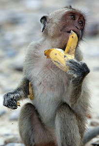 在泰国华欣镇附近高尔夫原KhaoSamRoiYot公园海岸滩上的野生猴子图片