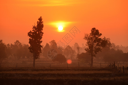 在泰国东北部的伊桑地区乌本拉契塔尼西北部的安纳特查伦省一块稻田在冬天日落时在安纳特查伦市附近背景图片