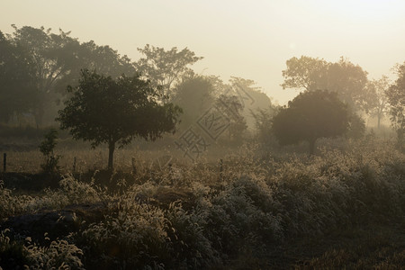 在泰国东北部的伊桑地区乌本拉契塔尼西北部的安纳特查伦省一块稻田在冬天日落时在安纳特查伦市附近图片