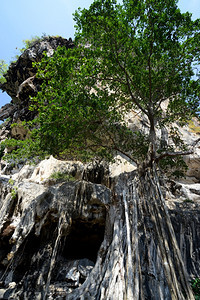 位于泰国南部安达曼海Krabi市郊外AoNang附近的RailayHatTomSai海滩的一棵塔奈树图片
