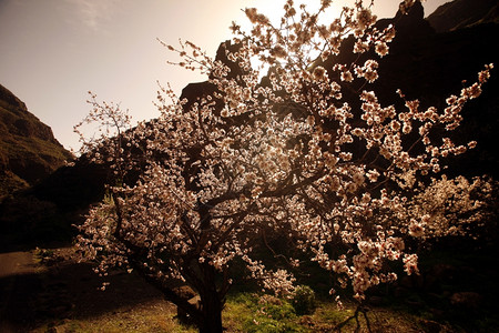 在大西洋中班牙加那利岛的阿吉梅斯河谷瓜亚德克巴兰科带春花的Almont树图片