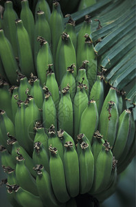非洲大西洋角贝尔德的圣安塔奥岛里贝拉格兰德市场中的香蕉图片