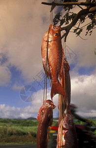 非洲印度洋留尼汪岛圣莱乌市附近的罗阿特鱼销售图片