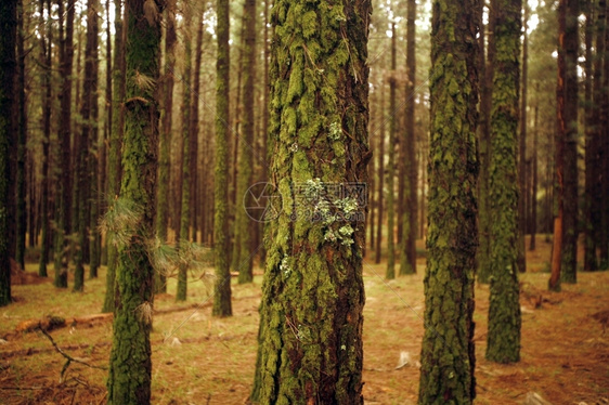 欧洲西班牙亚特兰奥恩卡纳希因塞兰伦德黑兰印度陆海夫特华尔德福斯特奥尔松维里察特豪尔兹潘塔吉斯大姆巴米斯塔乌克萨安纳西谢因森卡兰泰图片