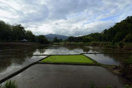 东南亚泰国北部MeeHongSon北道MeeSon村附近的稻田图片