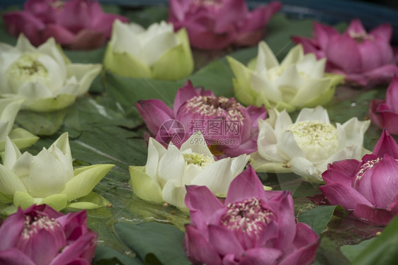 吉姆汤普森之家花朵装饰园靠近东南亚泰国曼谷市暹粒广场附近的Siam广场图片