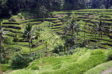 位于巴厘岛乌布德附近位于东南西亚因多尼的布利岛乌加拉朗附近的稻田和景观水梯整洁的Tegallalang图片
