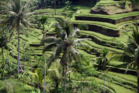 位于巴厘岛乌布德附近位于东南西亚因多尼的布利岛乌加拉朗附近的稻田和景观水梯整洁的Tegallalang图片