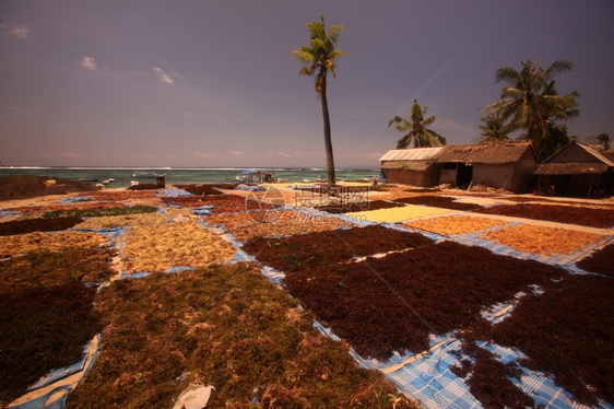 在东南方因多尼西亚岛巴厘附近的努沙伦邦安岛附近的努沙林邦安岛海织种植园工作的人图片