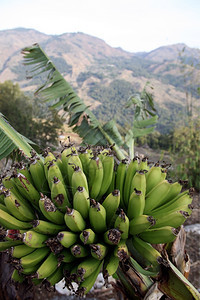 东南亚东帝汶南部Moubisse村的香蕉景观图片