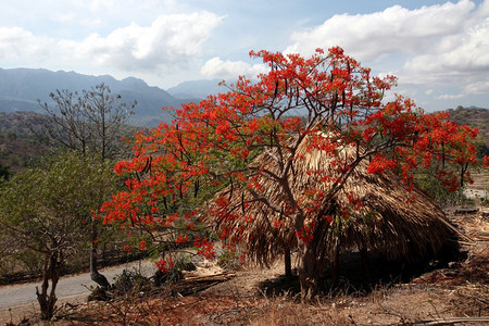 东帝汶南部的Lantam村地貌背景图片