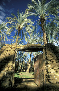 非洲EGYPTSAHARAFARARAFRAOSIS在非洲北部埃及赖比亚或西部沙漠的法拉夫镇和绿洲植树图片