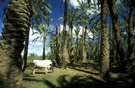 非洲EGYPTSAHARAFARARAFRAOSIS在非洲北部埃及赖比亚或西部沙漠的法拉夫镇和绿洲植树图片